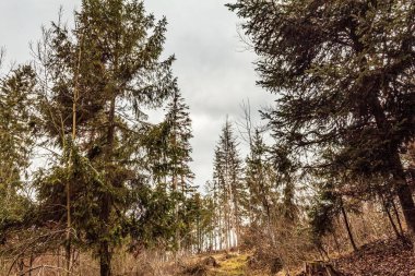 Ormanda düşen yapraklar ile sonbahar