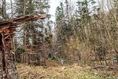 ormandaki eski ahşap günlük