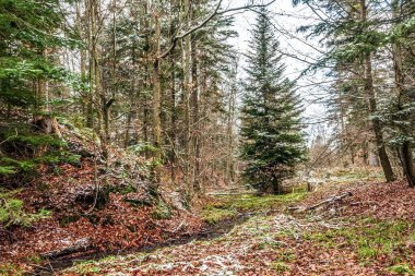 Ormanda yeşillikle kaplı bir ormanın güzel bir görüntüsü.