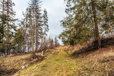 Baharda yeşil bir ormanın güzel bir görüntüsü.