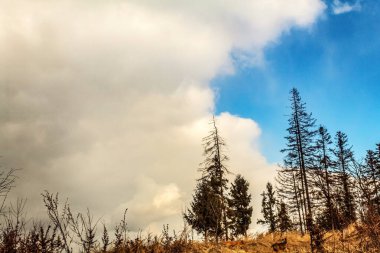 Arka planda ağaç olan güzel bir manzara.