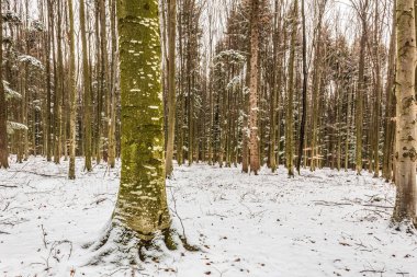 Ormanda karla kaplı ağaçlarla kaplı kış manzarası