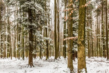 Kışın karla kaplı ağaçlarla kaplı orman