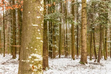 Karlı ve ağaçlı kış ormanı