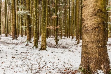 Kışın çok güzel bir orman. Doğa, seyahat, orman.