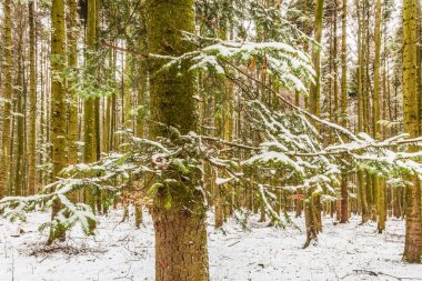 Kış Ormanında Karla Kaplanmış Ağaçlar.
