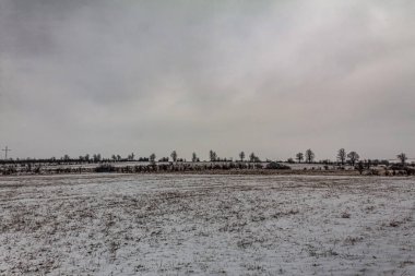 Kış Ormanında Karla Kaplanmış Ağaçlar