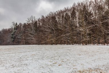 Kış ormanı manzarası, karlı ağaçlar, kar
