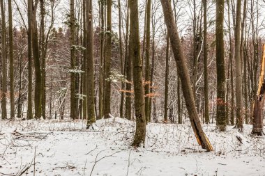 Karla kaplı ağaçlar ve gövdelerle kışın orman