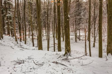 Kışın bir sürü ağacın olduğu karlı bir ormanın güzel manzarası.