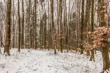 Kış aylarında karla kaplı orman