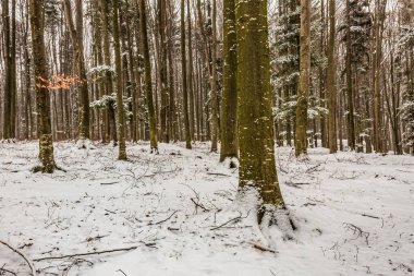 Çam ağaçlarıyla kaplı güzel bir kış manzarası..