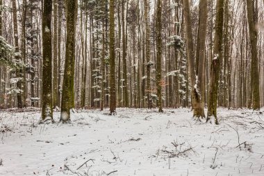 Ormanda kış, karla kaplı ağaçlar, doğa arka planı