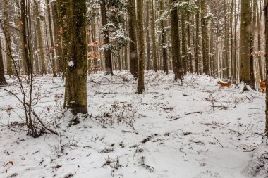 Karla kaplı ağaçlarla kaplı güzel kış manzarası.