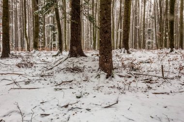 Kış ormanı karla kaplı