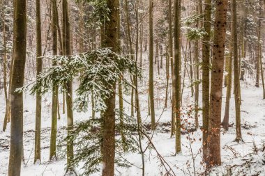Kış ormanı karla kaplı