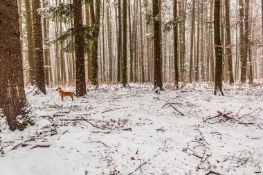 Orman, Karpatlar, Doğa Fotoğrafları - Avrupa, Doğu Avrupa, Romanya 