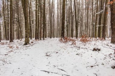 Kışın karlı bir orman