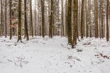 Karla kaplı ağaçlarla kaplı güzel kış manzarası