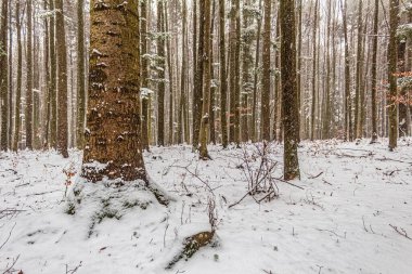 Kış ormanı, karla kaplı ağaçlar
