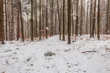 Kış ormanı karla kaplı, ağaçlar