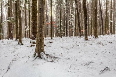 Karda kış ormanı. Güzel kış manzarası