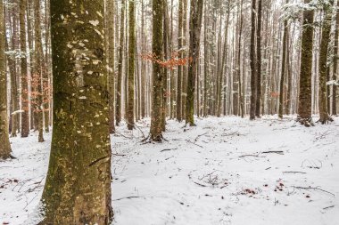 Kış orman manzarası. Karda uzun ağaçlar