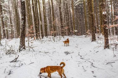 Kış ormanında bir köpek. Kış ormanında bir köpek. Nova Scotia ördek paralı av köpeği