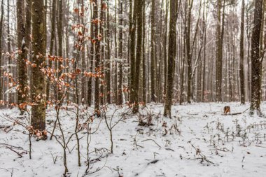 Karla kaplı güzel orman
