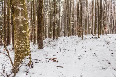 Kışın beyaz karla kaplı güzel orman