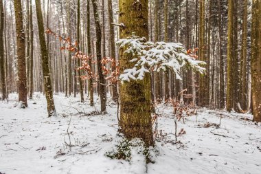 Ormanda karla kaplı ağaçlar