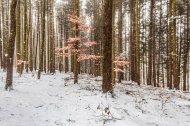 Ormanda karlı ve ağaçlı güzel bir manzara.
