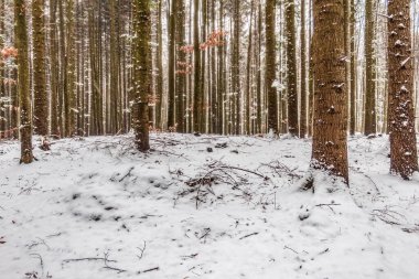 Karlı güzel kış ormanı