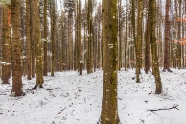 Kar - kışın ağaçlar ve ormanlar