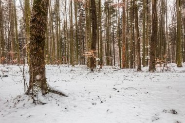 Ağaçlar ve karlı kış ormanı
