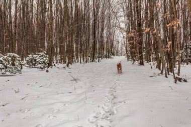 Köpek kış ormanında yürüyor.