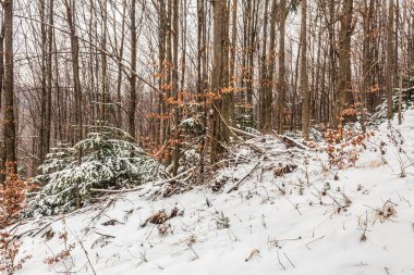 Karla kaplı ağaçlarla kaplı güzel kış manzarası
