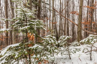 Kışın karlı bir ormanın dikey görüntüsü