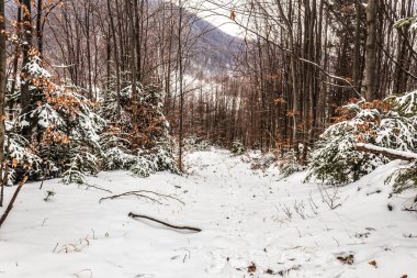 Kış mevsiminde güzel dağ ormanları