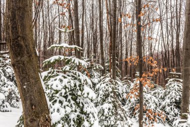 Arka planda karlı bir ormanın dikey yakın çekimi