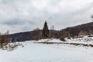 Karla kaplı ağaçlarla kaplı güzel kış manzarası
