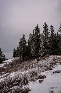 Karla kaplı ağaçlarla kaplı güzel kış manzarası