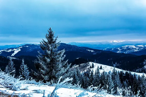 Karlı köknar ağacıyla güzel kış manzarası