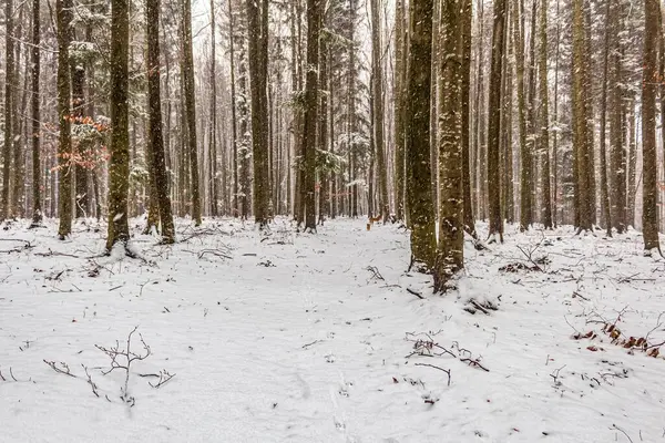 Karla kaplı ağaçlarla kaplı güzel kış manzarası