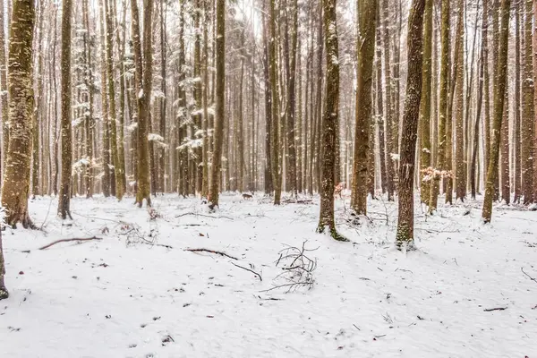 Ormanda karla kaplı ağaçlar, kış manzarası