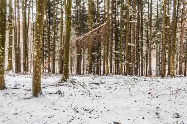 Karla kaplı ormandaki güzel kış ormanı manzarası