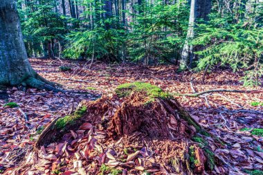 Gündüz vakti ormanda yosunlu güzel bir ağaç gövdesinin yakın çekimi.