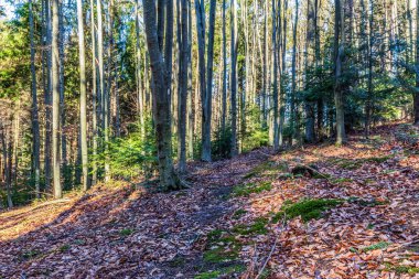 Ağaçların ortasında bir orman