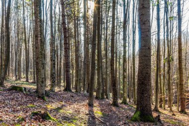 Orman ağaçları ve yeşil yapraklar sonbaharda yerde.