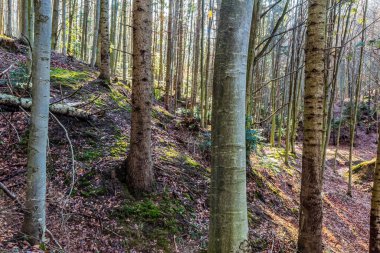 Sonbaharda ağaçlar ve yeşil yapraklarla dolu güzel bir orman.
